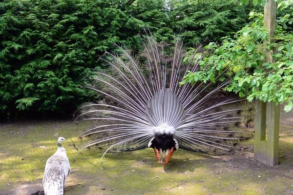 Peacock et peahen accouplement danse — Photo