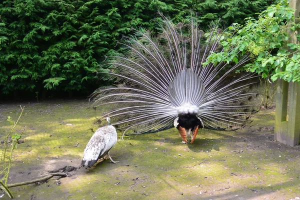 Tavus kuşu ve peahen çiftleşme dansı — Stok fotoğraf