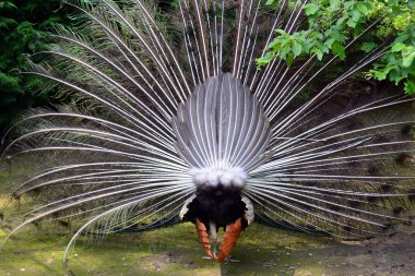 Tavus kuşu ve peahen çiftleşme dansı