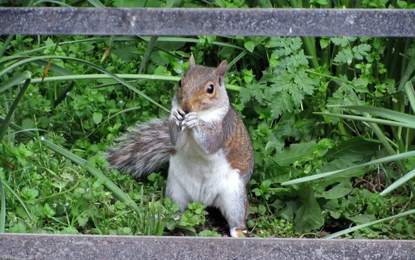 Grey Squirrel — Stock Photo, Image