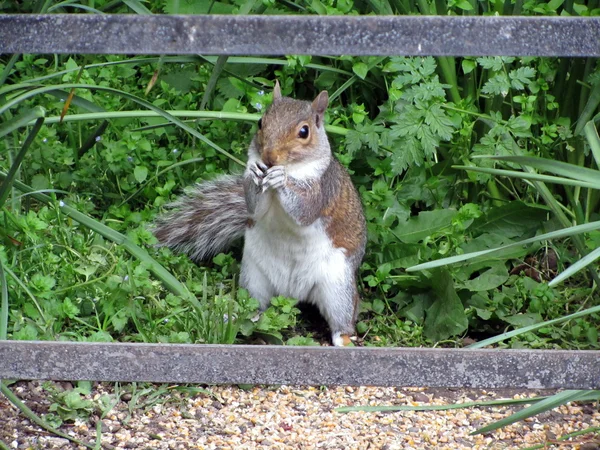 Grey Squirrel — Stock Photo, Image