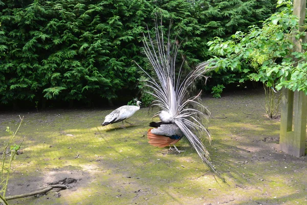 Tavus kuşu ve peahen çiftleşme dansı — Stok fotoğraf