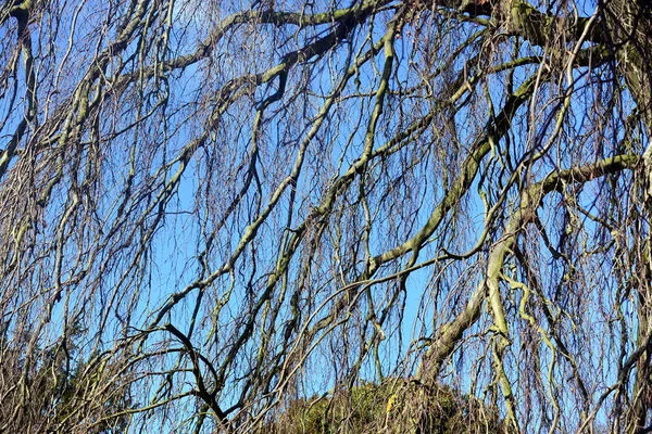 Under the willow tree — Stock Photo, Image