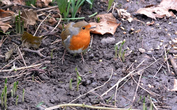 British Robin Redbreast — Stock Photo, Image