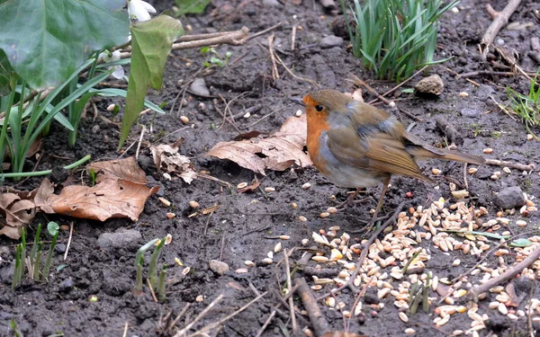 British Robin Redbreast — Stock Photo, Image