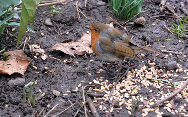 British Robin Redbreast — Stock Photo, Image