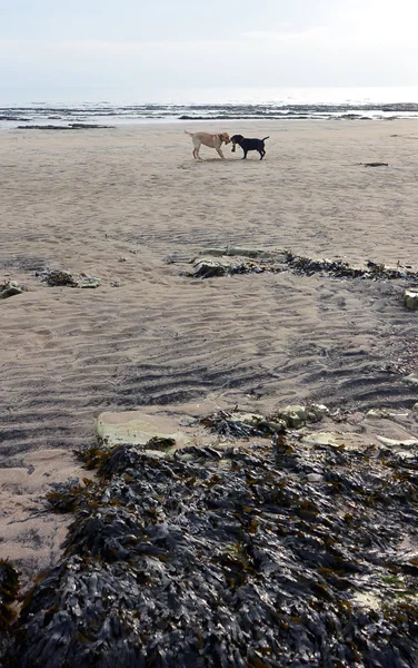 Dogs on the Beach — Stock Photo, Image