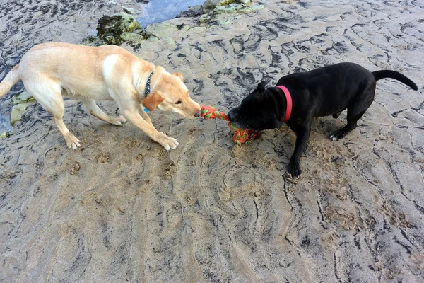 Hunde am Strand — Stockfoto