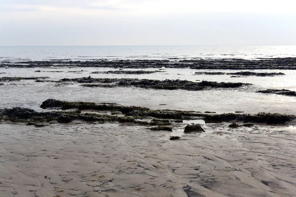 Algas marinhas na praia — Fotografia de Stock