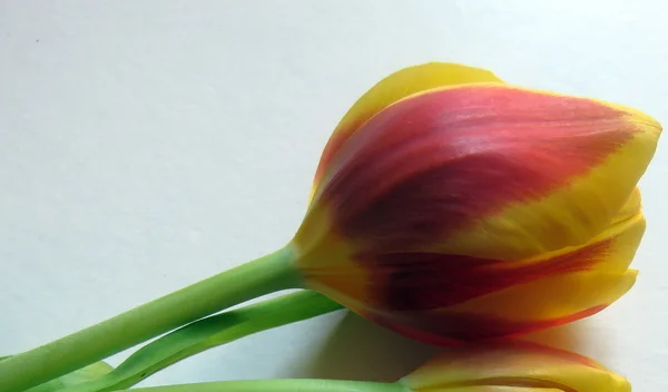 Eine einzige Tulpe — Stockfoto