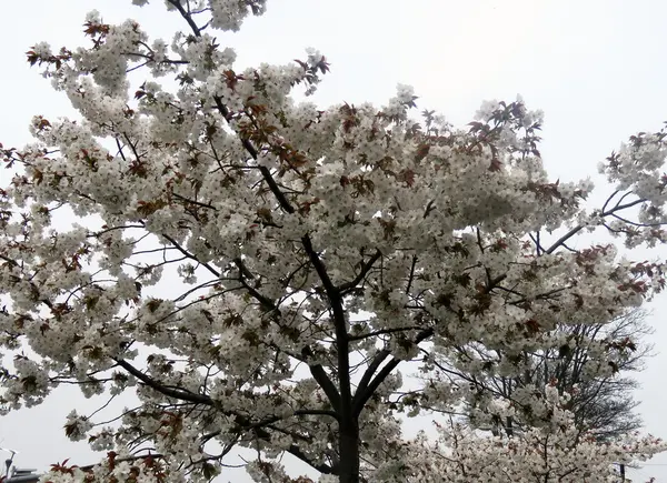 Albero di fiori bianchi — Foto Stock
