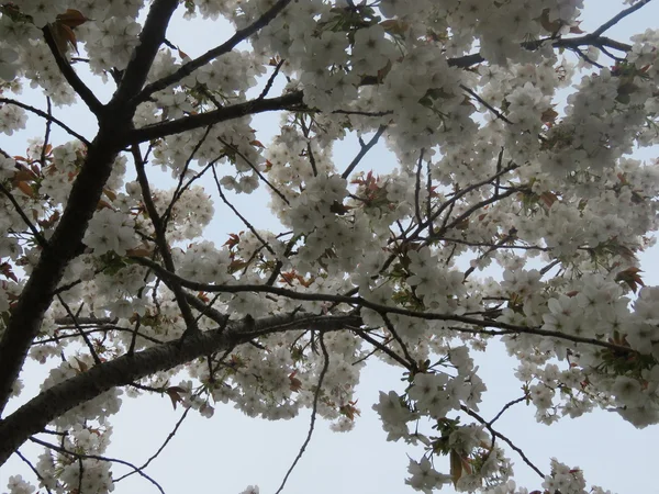 Weißer Blütenbaum — Stockfoto