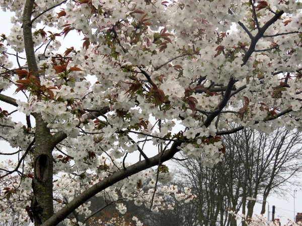 Arbre à fleurs blanches — Photo