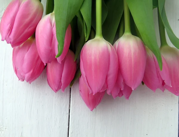 Close up of pink tulipps — стоковое фото