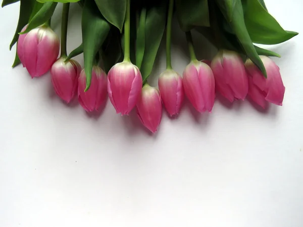 Розовые тюльпаны на белом фоне — стоковое фото