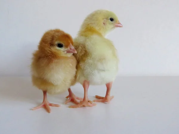 Baby Chicks — Stock Photo, Image