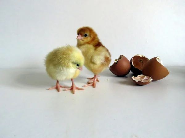 Baby kuikens — Stockfoto