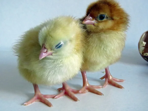 Baby Chicks — Stock Photo, Image