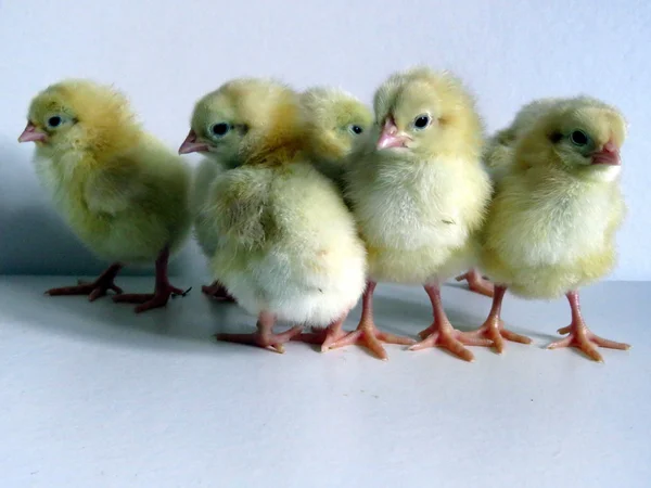 Baby kuikens — Stockfoto