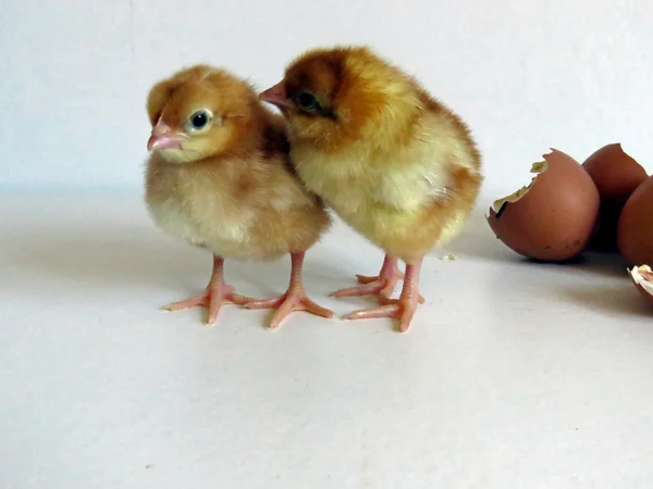 Baby kuikens — Stockfoto