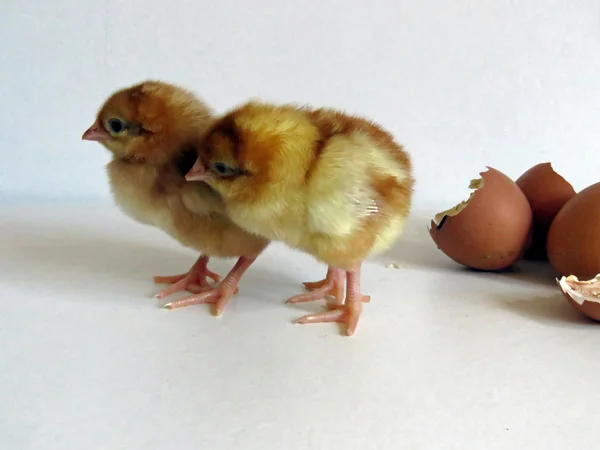 Baby Chicks — Stock Photo, Image