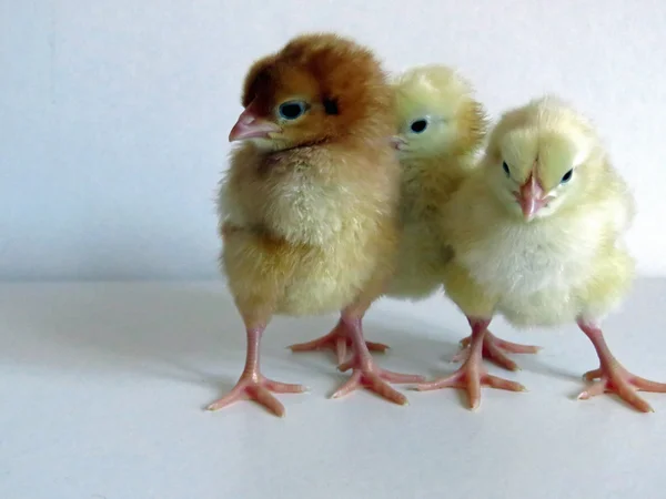 Baby Chicks — Stock Photo, Image