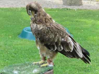 Tawny Eagle