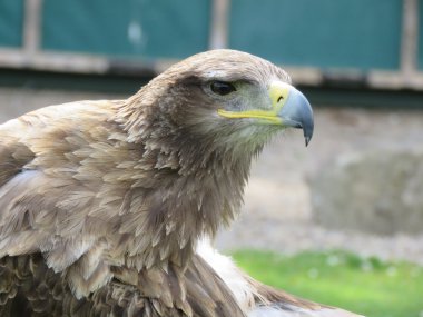 Tawny Eagle