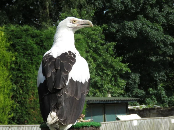 Palmiye Fındıklı Akbaba