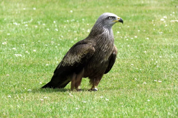 Águila de mar de cola blanca — Foto de Stock