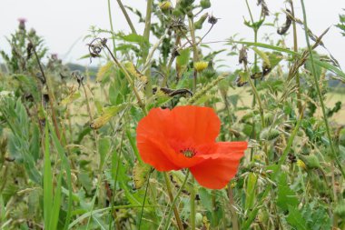 Tek haşhaş kadar yakın