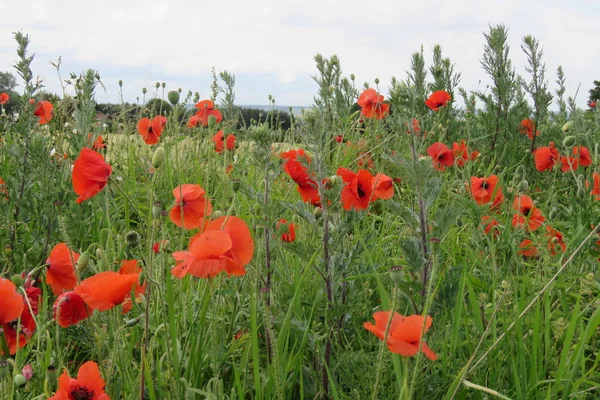 Grupo de amapolas — Foto de Stock