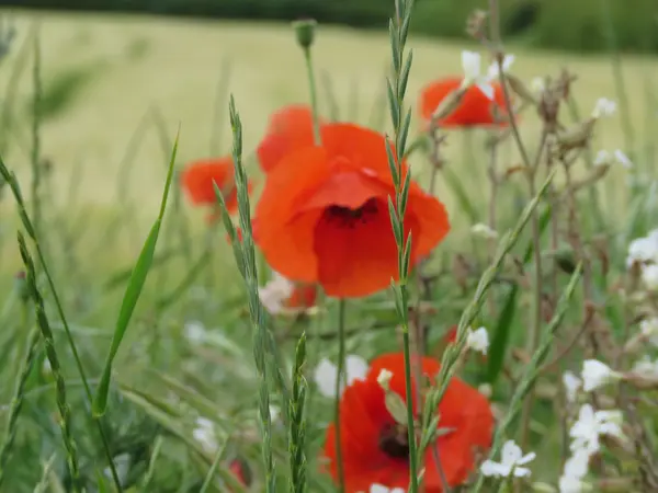 Grupo de amapolas — Foto de Stock