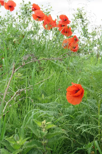 Grupo de amapolas —  Fotos de Stock