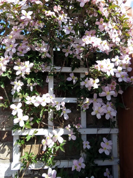 Montana akasma bir kafes üzerinde