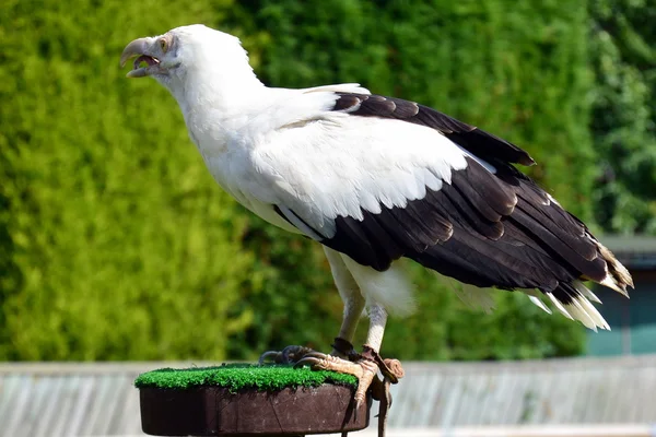 Vautour des palmiers — Photo