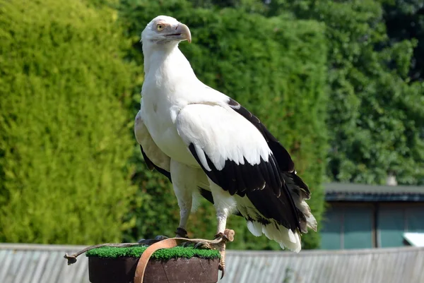 Vautour des palmiers — Photo