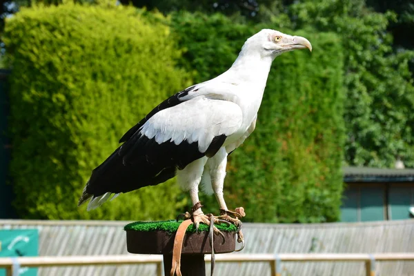 Palmiye Fındıklı Akbaba