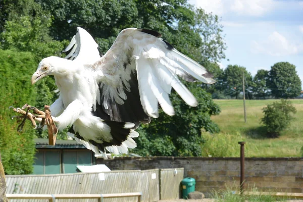 Palm Nut Vulture — Stock Photo, Image