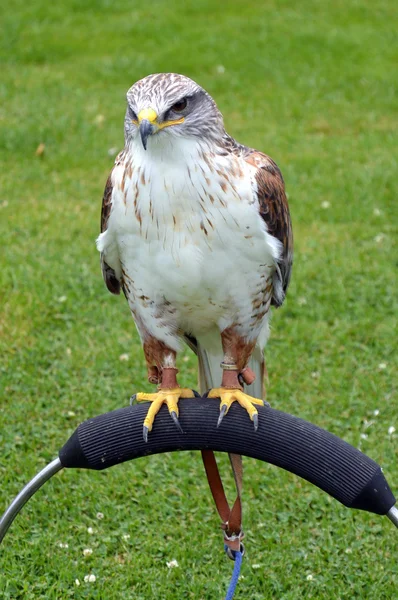 Potret Buzzard Ferruginous — Stok Foto