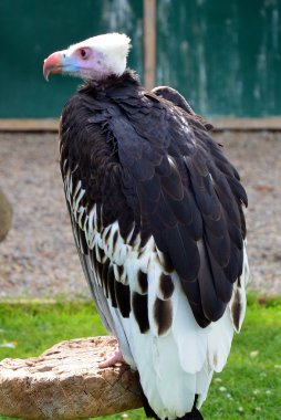 beyaz başlı akbaba