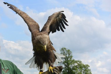 Beyaz kuyruklu deniz kartalı