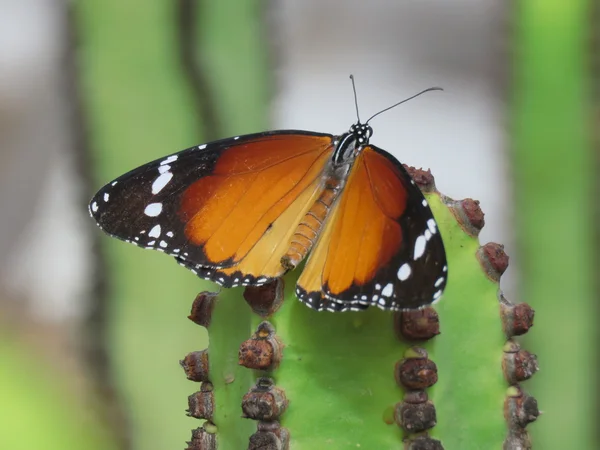 Plain Tiger Butterfly (Monarca africano  ) — Foto Stock