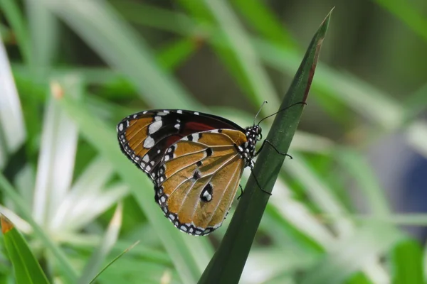 Plain Tiger Butterfly ( African Monarch ) — Stock Photo, Image