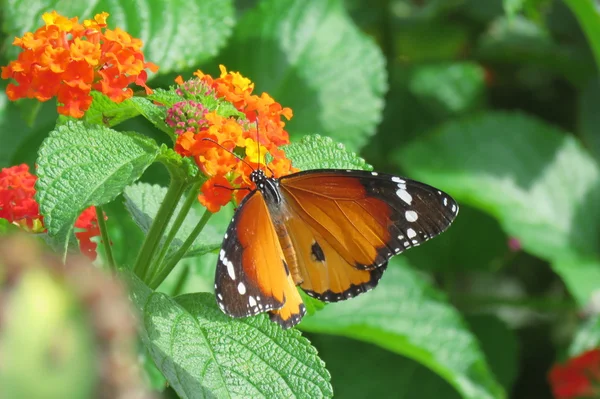 Schlichter Tigerfalter (afrikanischer Monarch) ) — Stockfoto