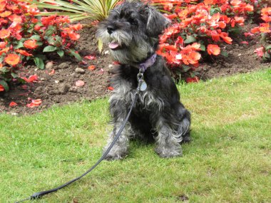 minyatür schnauzer köpek yavrusu