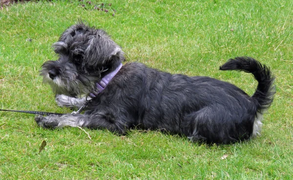 Zwergschnauzerwelpe — Stockfoto