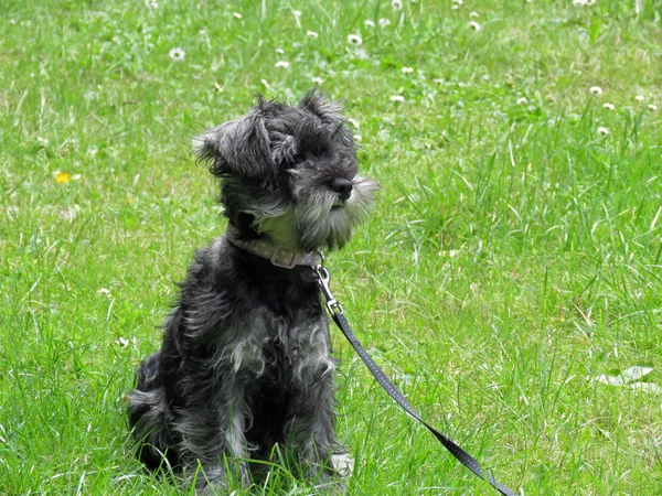 Κουτάβι μινιατούρα schnauzer — Φωτογραφία Αρχείου