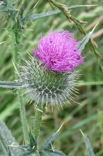 Cardo púrpura en flor —  Fotos de Stock