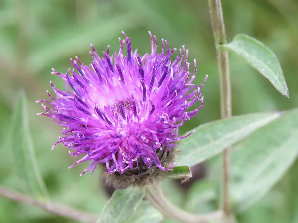 Cardo púrpura en flor —  Fotos de Stock